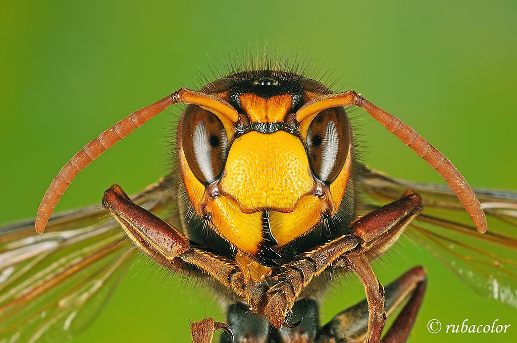 vespa crabro