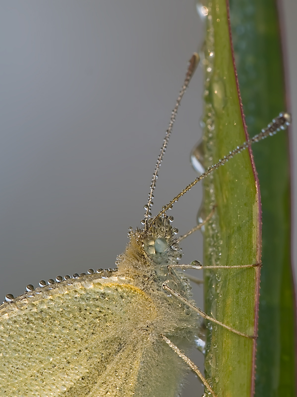 primo piano....bagnato....