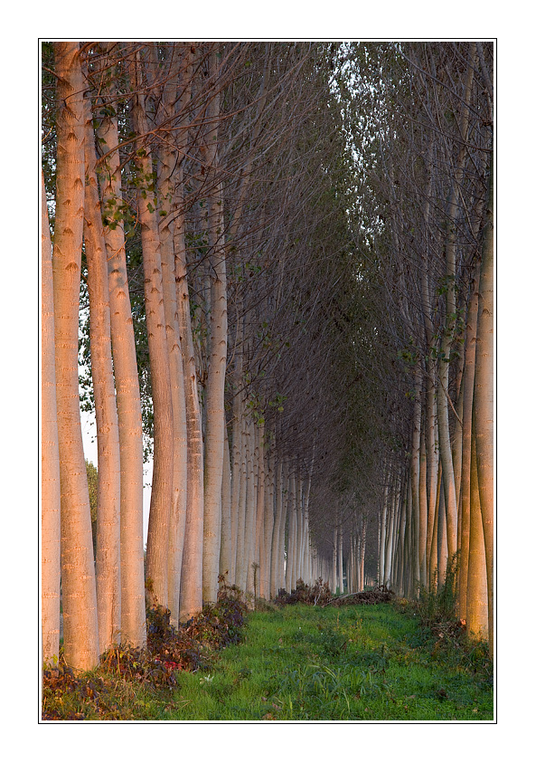 Tra due file di alberi