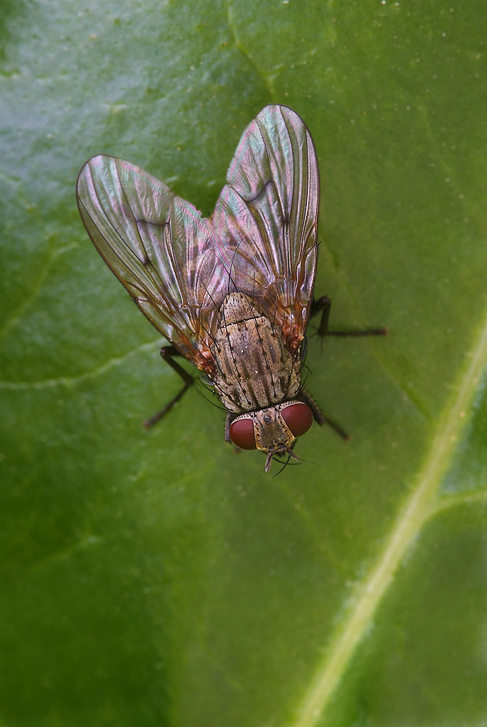 ...Mosca Su Foglia Verde...!!!