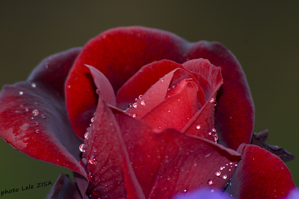 Semplicemente una rosa