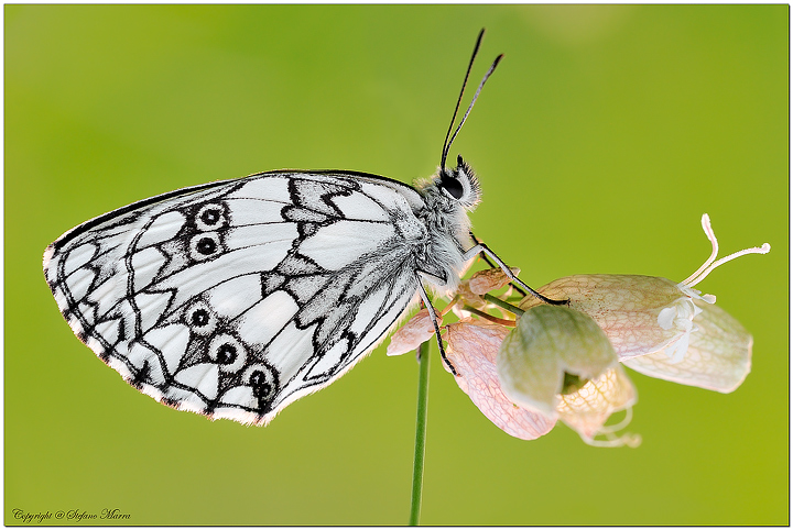 Melanargia al primo sole