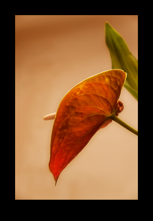 Anthurium