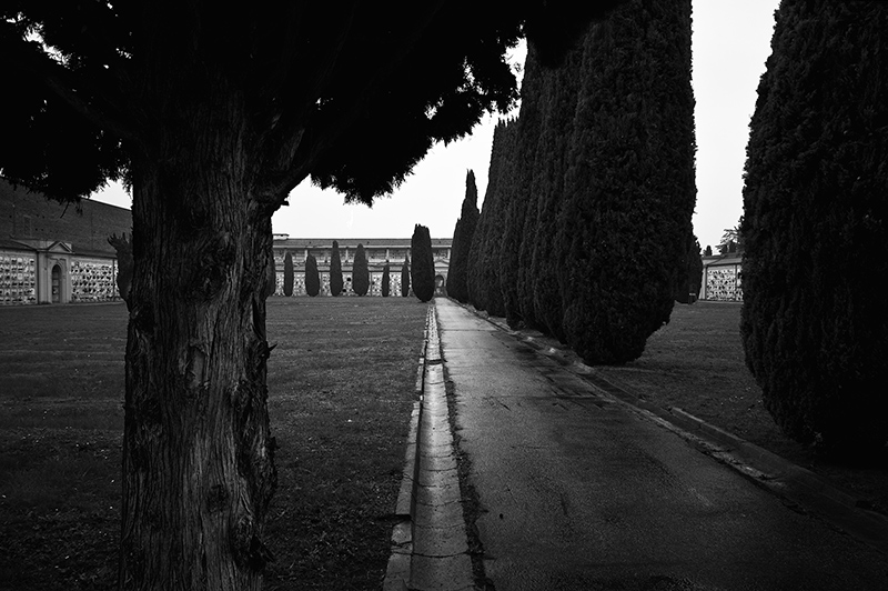 Cipressi del Campo 1948