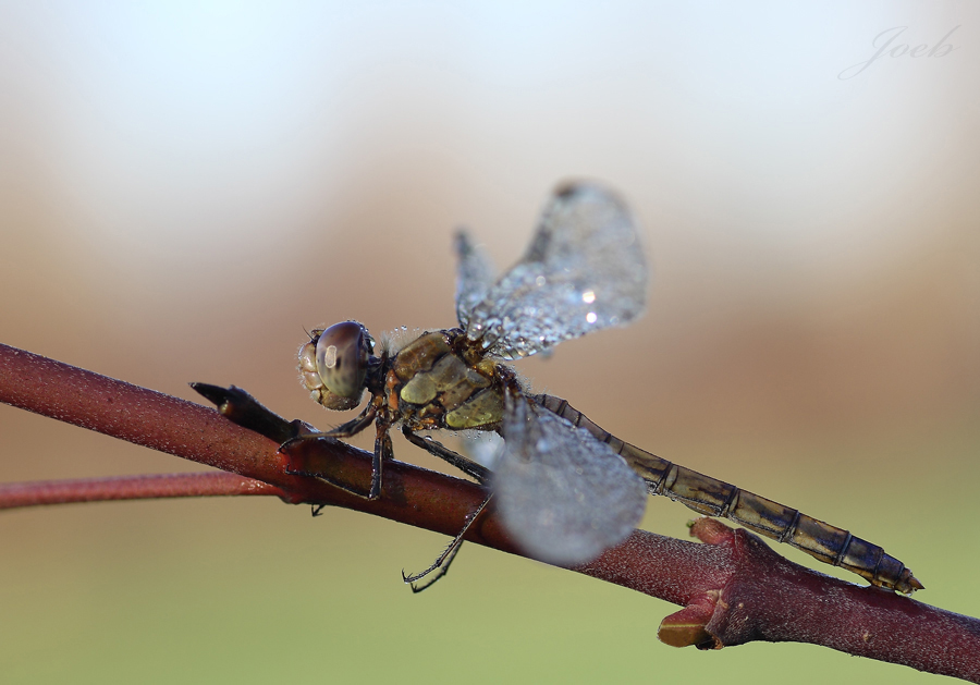 Questa mattina sono stato fortunato...