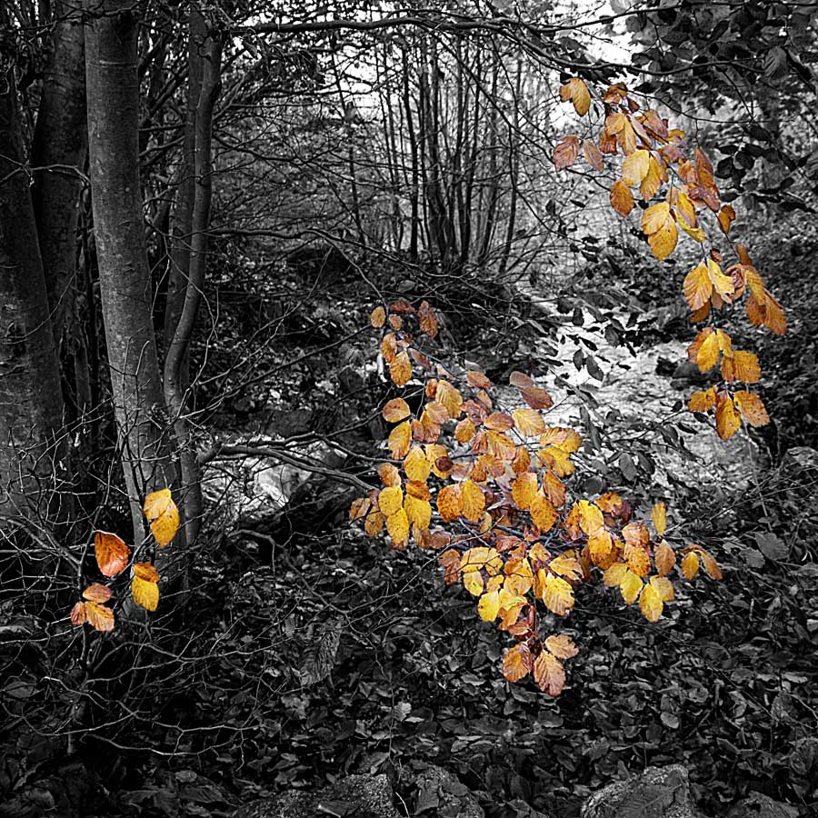 L'autunno abbandona i suoi colori