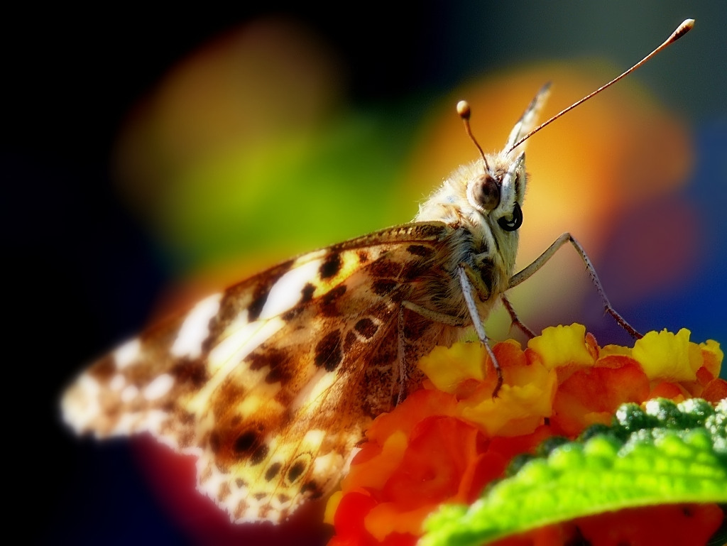 Ogni scarrafone.....