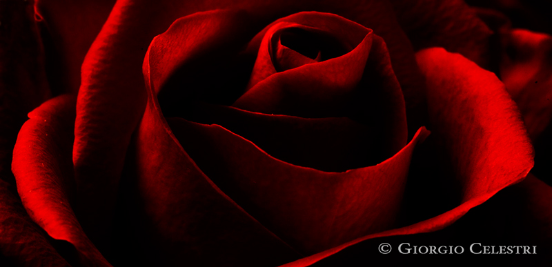 Sei pura ed amarevole