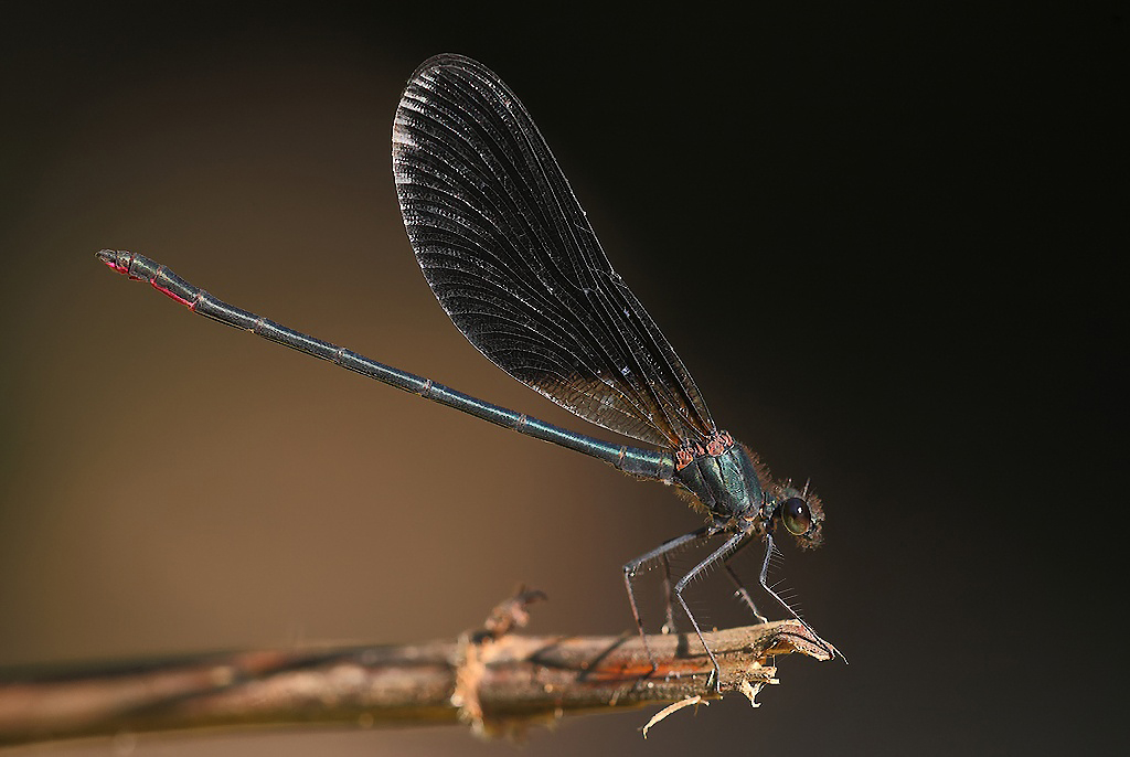 ..Ho Osato Con f7,1...!!!