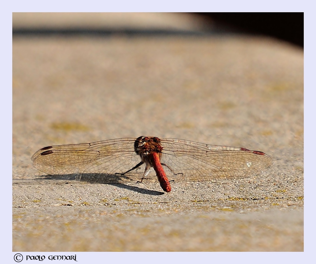 libellula pronta al volo