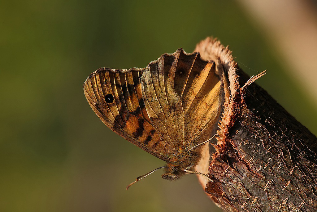 ...Farfalla Taglialegna...!!!