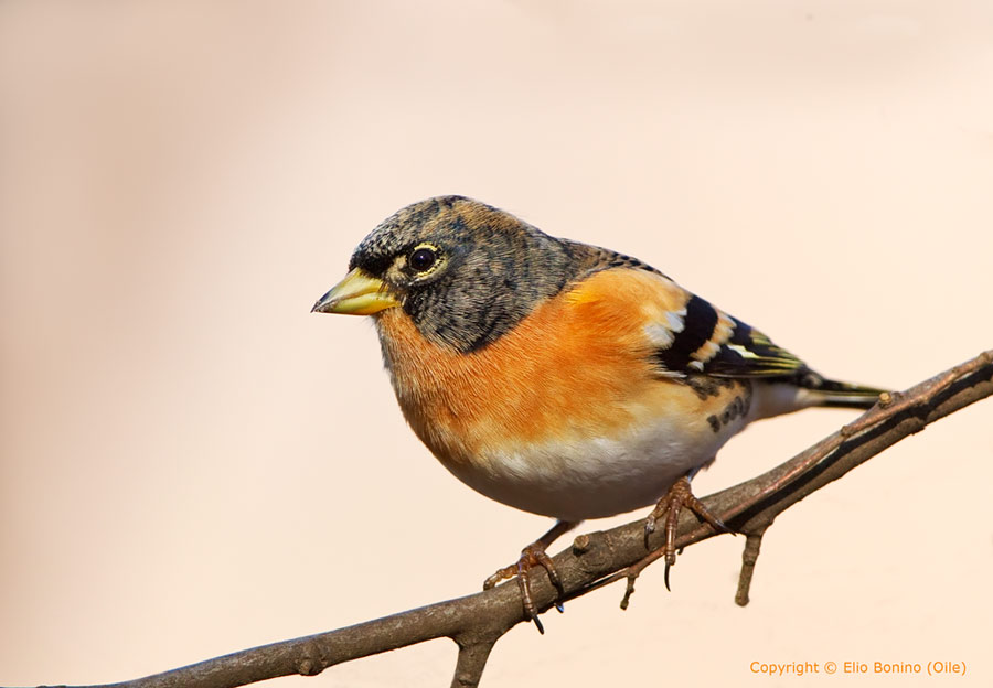 Peppola (Fringilla montifringilla)