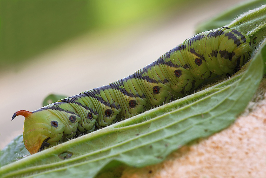 ...Bruco Della Sfinge...!!!