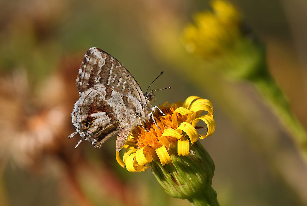 ...Caleidoscopio...!!!