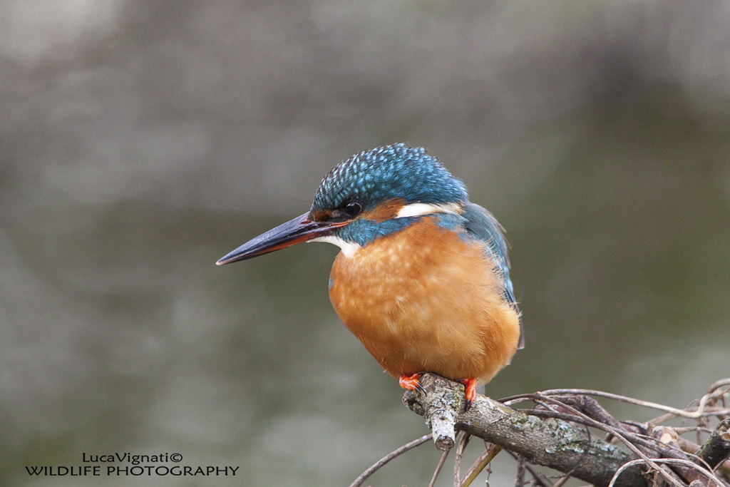 Marti Pescatore Femmina