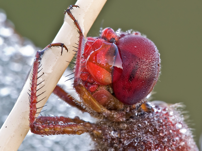 ...occhio con....lacrima!!