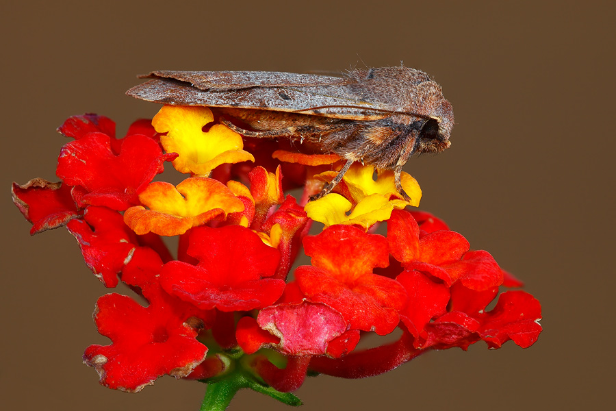 ...notturna nei colori...