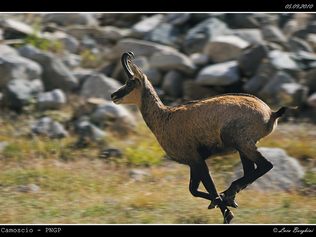Camoscio PNGP # 2