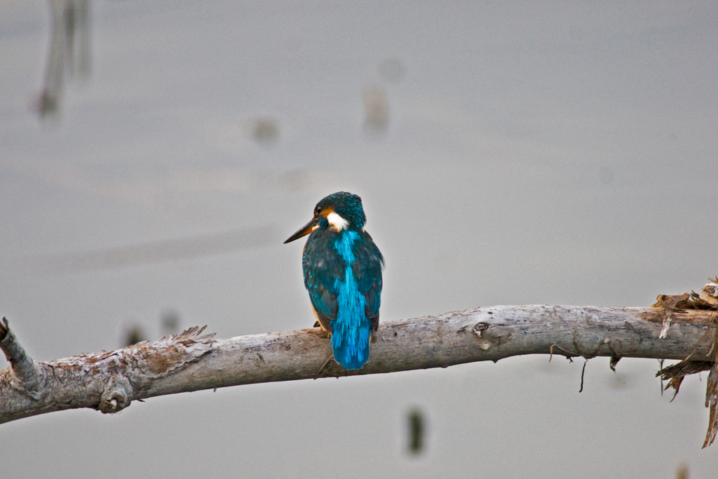 I colori della Martina