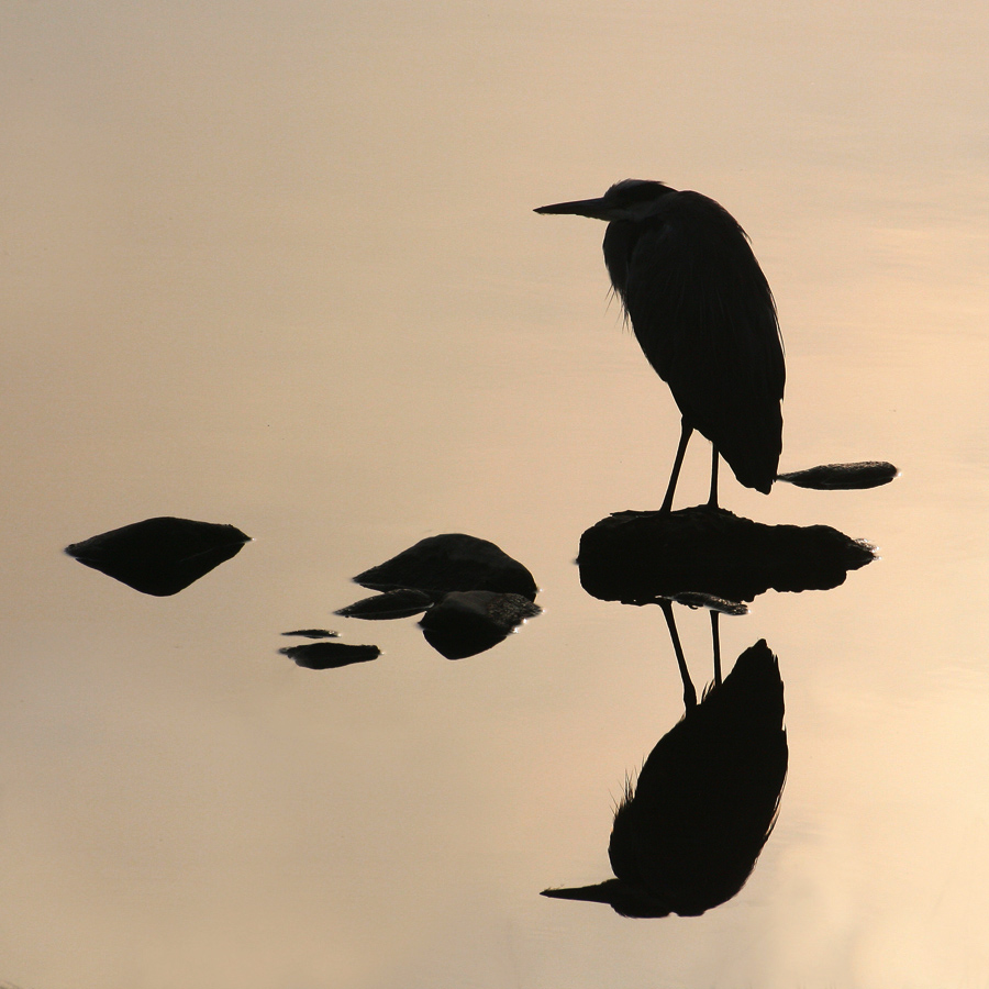 Di cenerino silhouette....