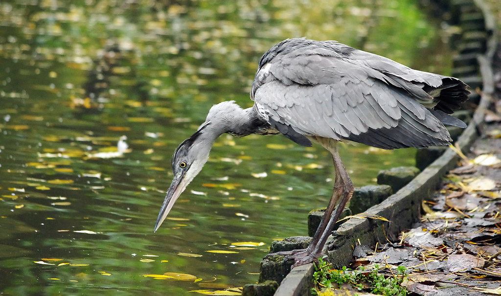 Animali ad Amsterdam #8: Collo rotto a caccia