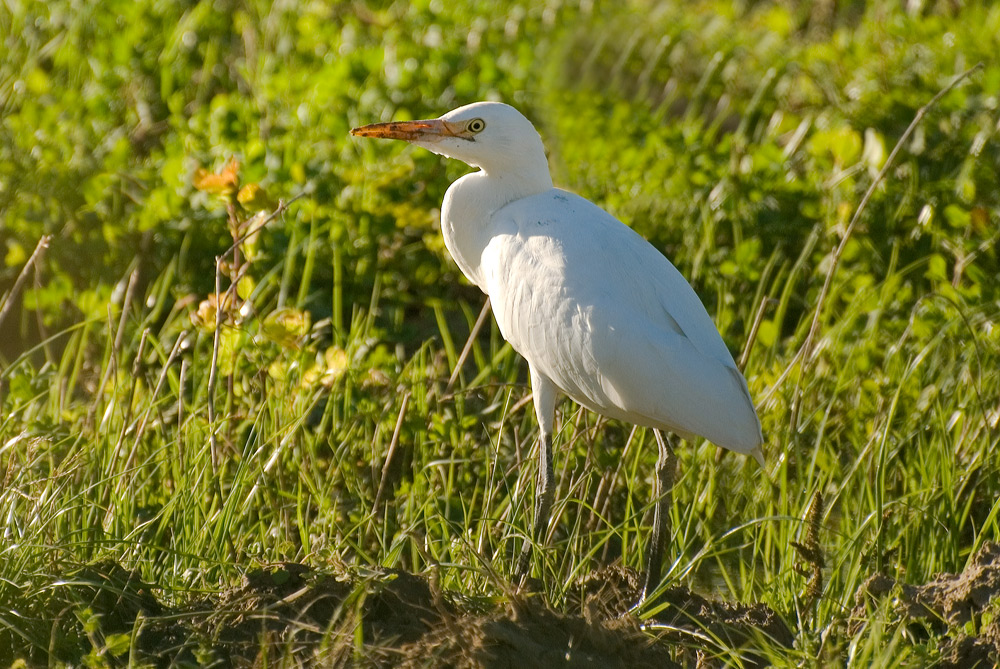 Guardabuoi in pieno sole