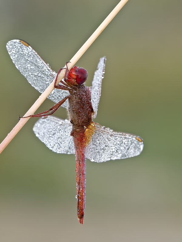 ....rugiadosa....molto!!!!