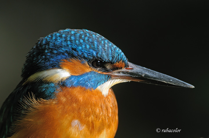 Fototessera al martino