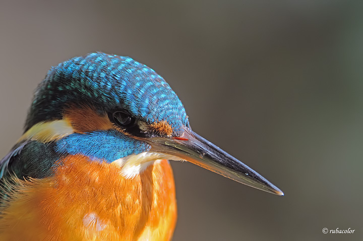 Fototessera al martino 2 (no crop)