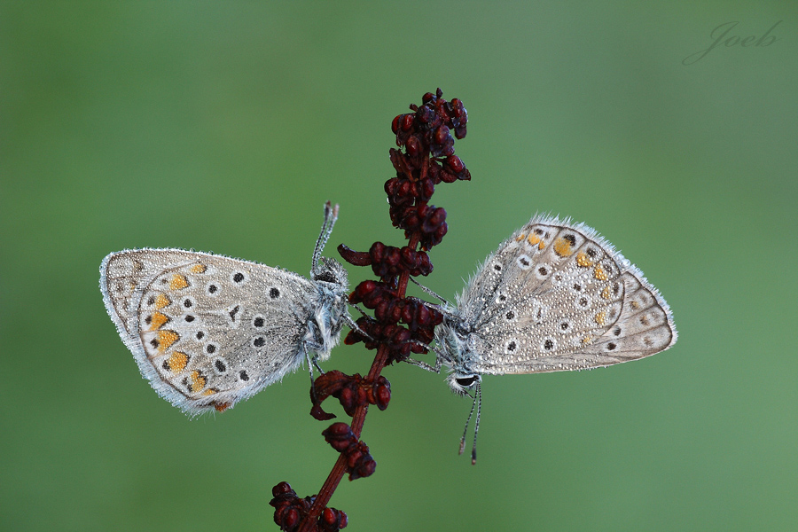 C'� chi sale e chi scende.