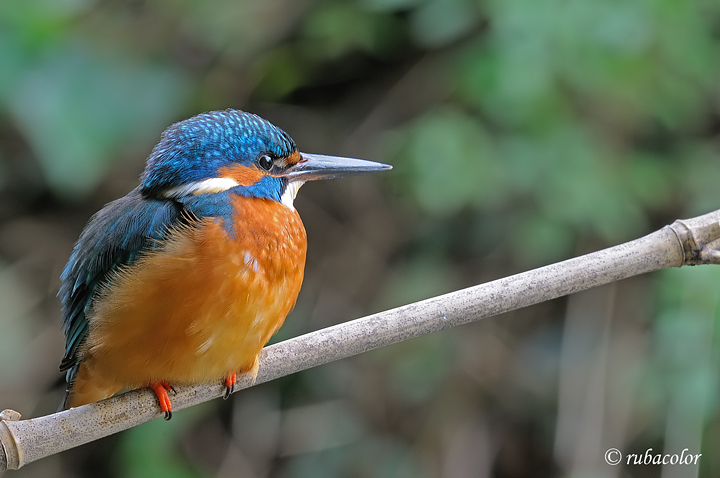 Un tredicesimo per un martino a f13