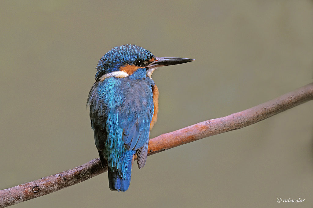 Altra sfida:  il martino a due metri col 180