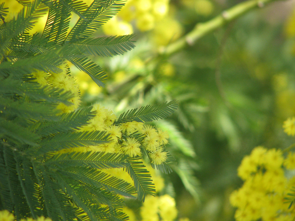 Mimose