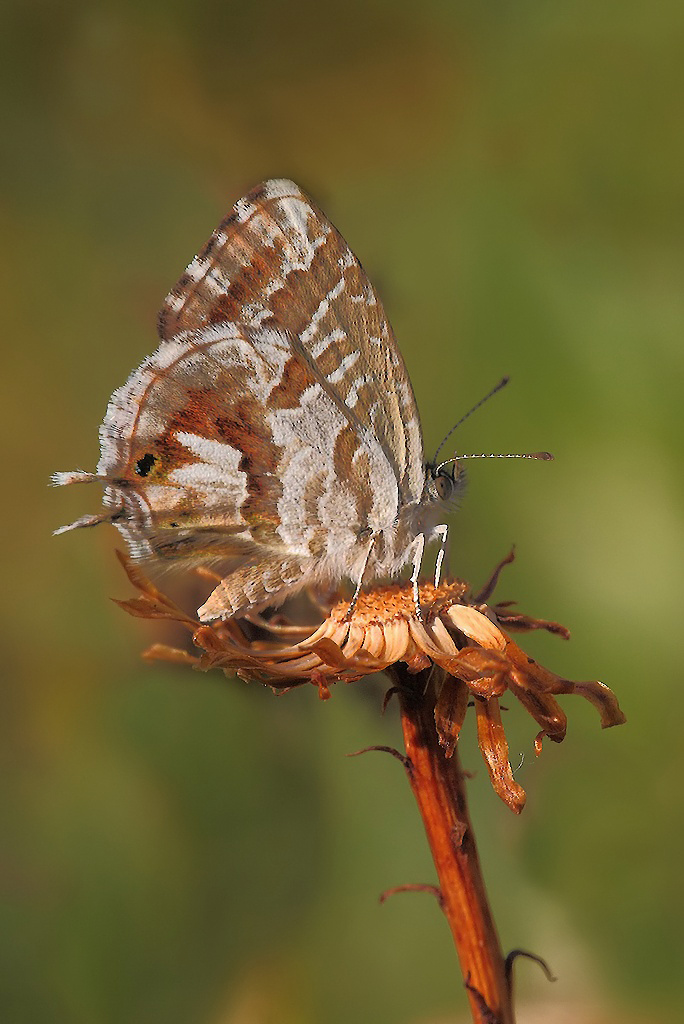 ...Natura Morta...!!!
