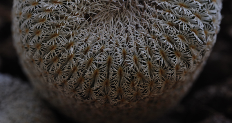 Epithelantha bokei