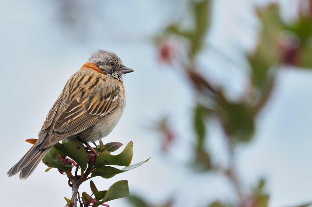 Passro dal collare rosso