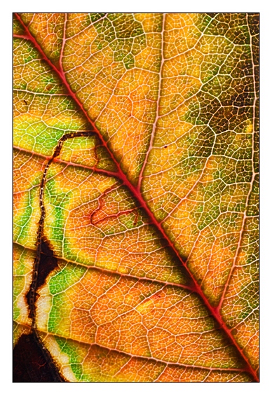 Venature in controluce