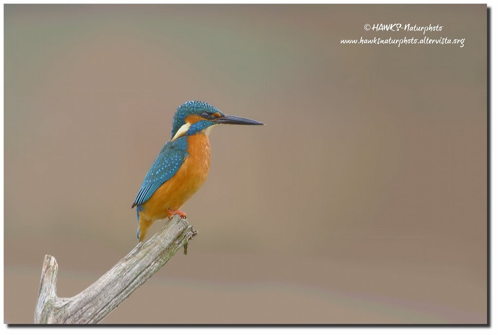 Martin pescatore (Alcedo atthis)