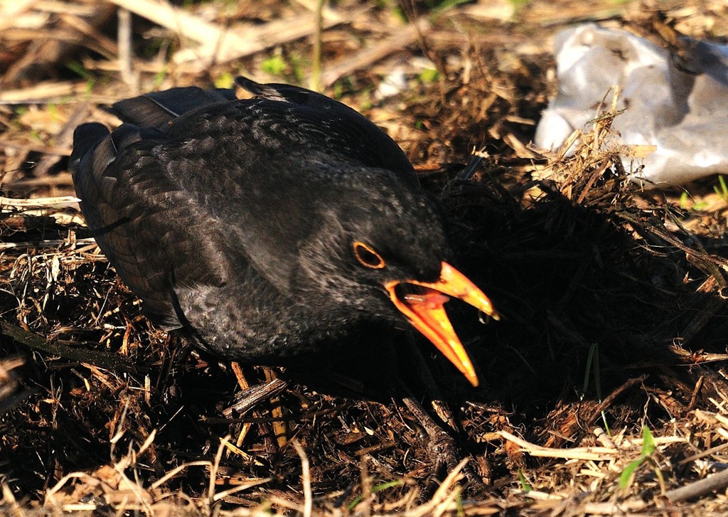 alla ricerca del pranzo