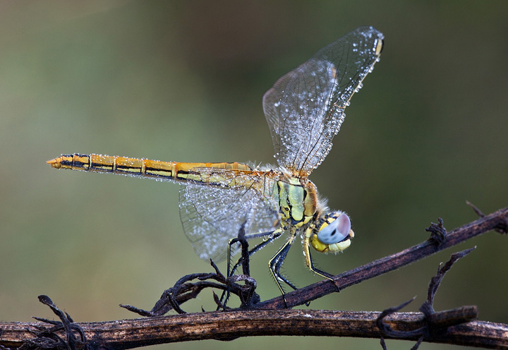 Semplicemente libellula