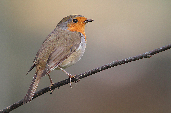 PETTIROSSO ANCH'IO........