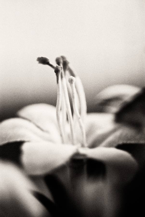 La poesia dell'immagine(un tentativo)