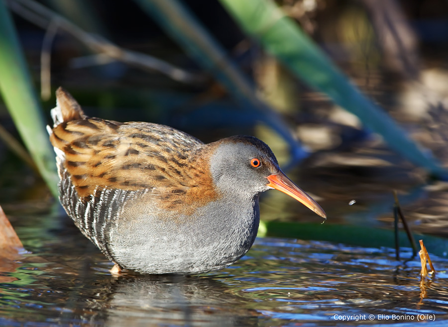 Porciglione  (Rallus aquaticus)