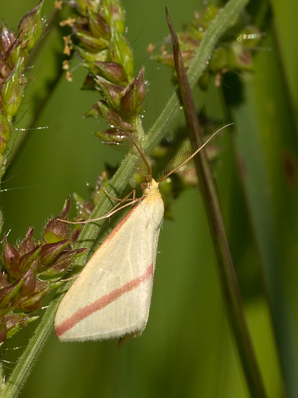 falena....ambientata....