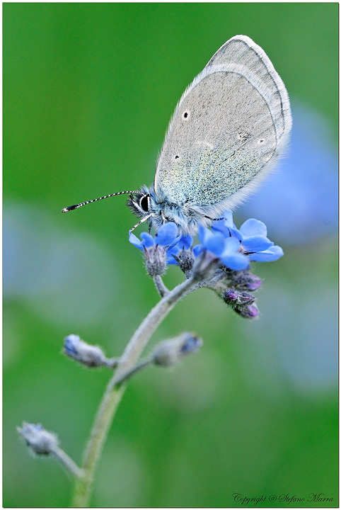 Di fianco di Glaucopsyche alexis