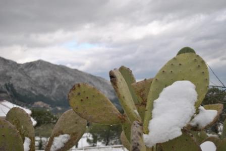 Fichi d'india invernali