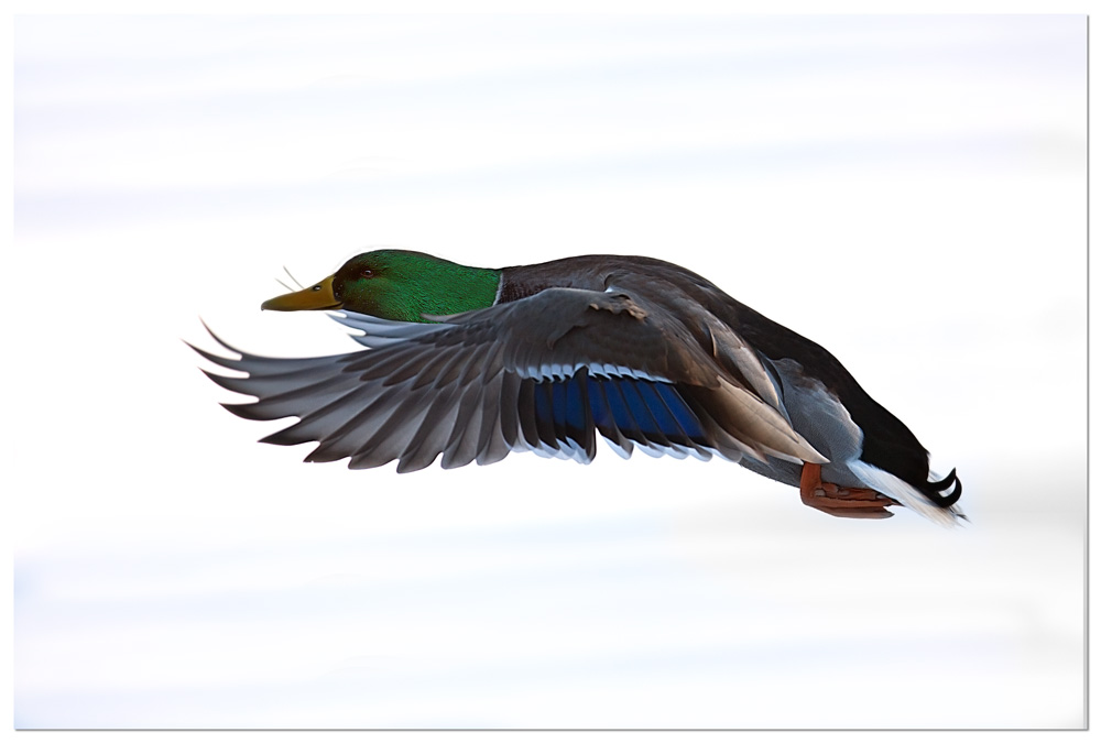 Il germano e la neve