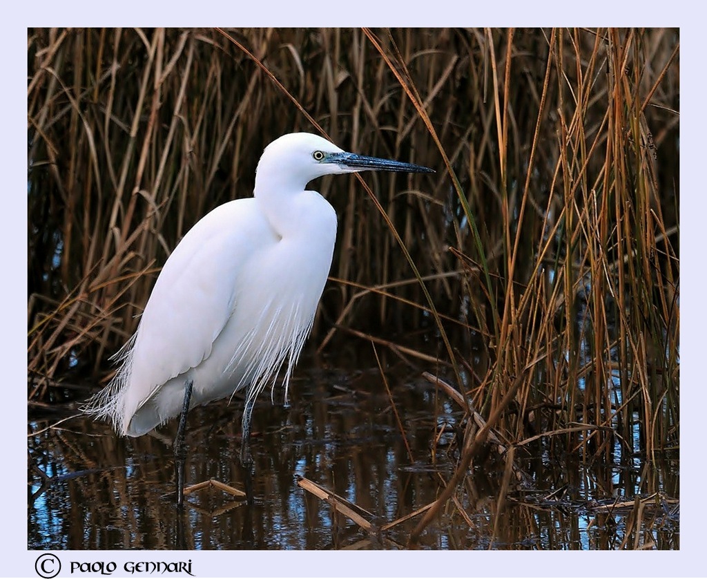 garzetta a torre flavia