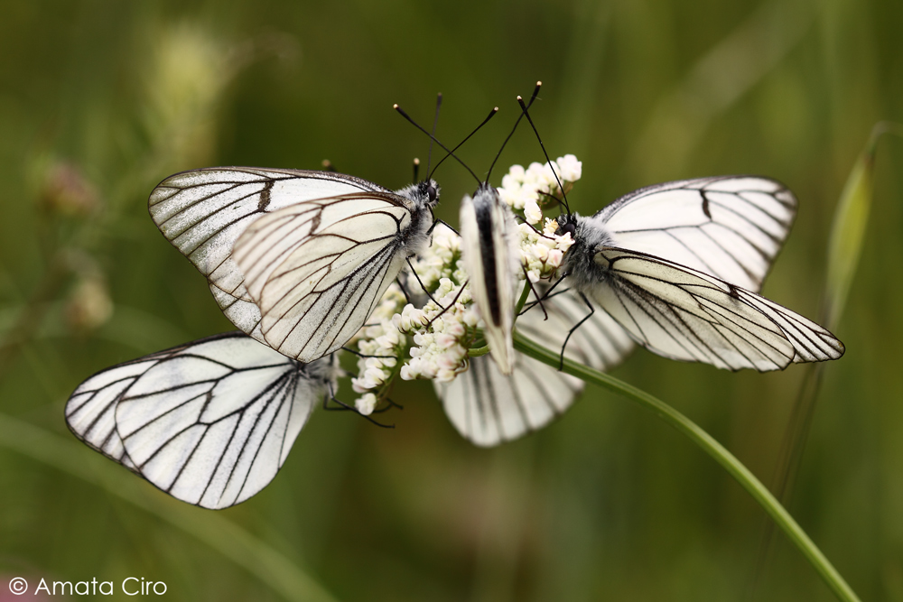Come augurio di natale