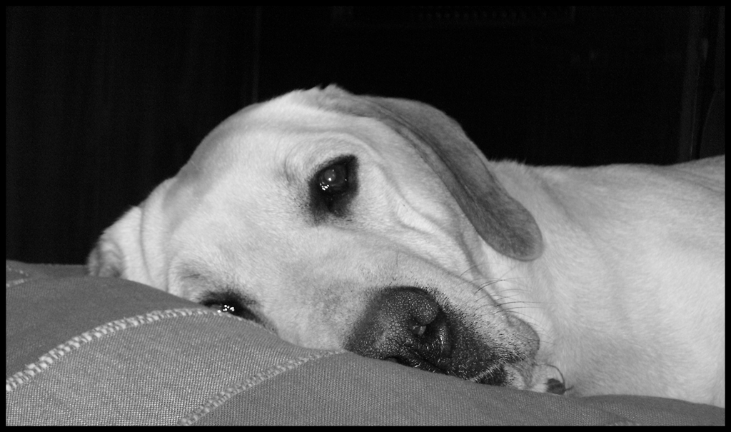 ...adesso faccio un bel pisolino...